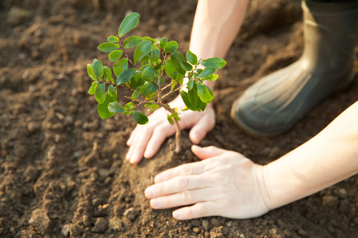 Sustentabilidade e ecologia